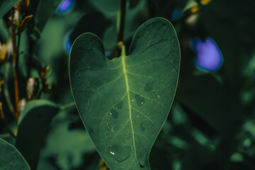 beautiful leaves with morning dew