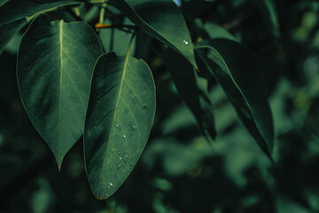 beautiful leaves with morning dew