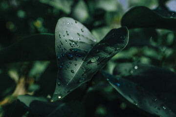 beautiful leaves with morning dew