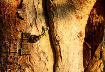 Young green fruits of Cluster fig are on branch and light brown trunk background, Thailand.