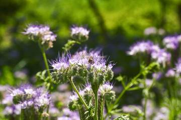 Lacy phacelia flower, blue tansy or purple tansy