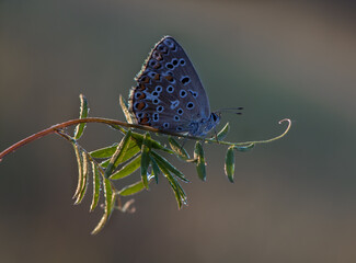 Polyommatus icarus - diurnal butterfly on the forest flower in the dew in the first rays of the sun