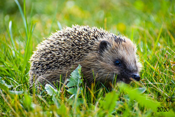 Igel