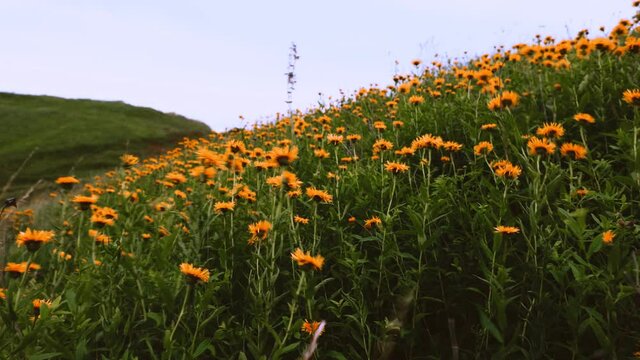 Kwitnacy Oman wąskolistny (Inula ensifolia L.) na ciepłolubnych murawach w wietrznym dniu  