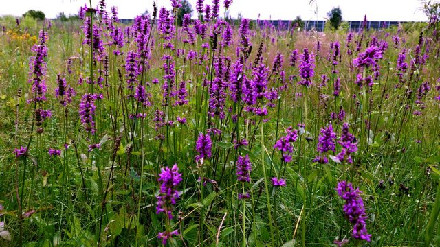 Kwitnąca Krwawnica pospolita (Lythrum salicaria L.) jest często odwiedzana przez r&oacute;żne owady