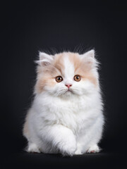 Fluffy white with creme British Longhair kitten, sitting facing front. Looking towards camera with orange eyes. Isolated on black background. Paw playful lifted in air.