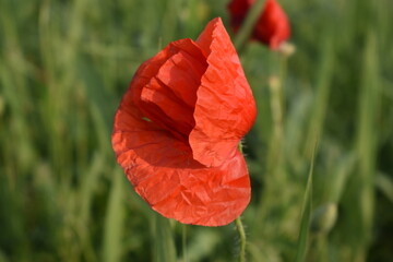 red poppy flower