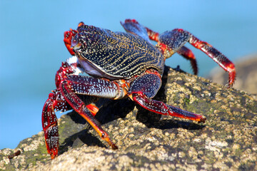 rote_Klippenkrabbe