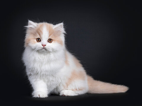 Fluffy white with creme British Longhair kitten, sitting side ways. Looking towards camera with orange eyes. Isolated on black background. Front paws in crossed position.