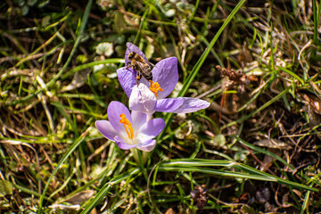 Fototapeta premium Krokus