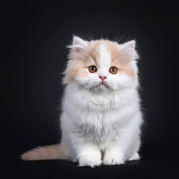 Fluffy white with creme British Longhair kitten, sitting facing front. Looking towards camera with orange eyes. Isolated on black background. Tail beside body.