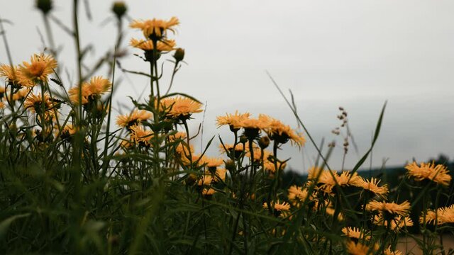 Kwitnacy Oman wąskolistny (Inula ensifolia L.) na ciepłolubnych murawach w wietrznym dniu  