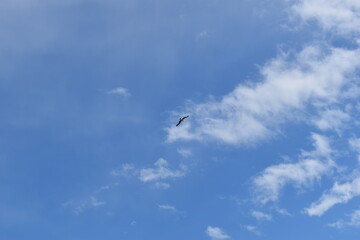 Fototapeta premium seagull in flight
