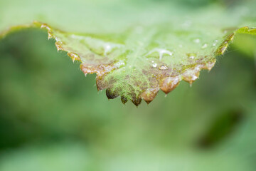 Close-up of the end of a leaf of the Lady's Mantle with water drops. Narrow depth of field