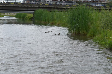 bridge over the river in summer