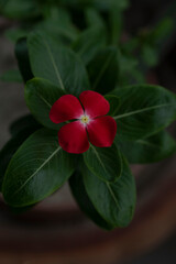 A beautiful madagascar periwinkle.