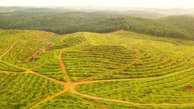 Aerial shot of Palm Tree deforestation Johor Bahru  Malaysia