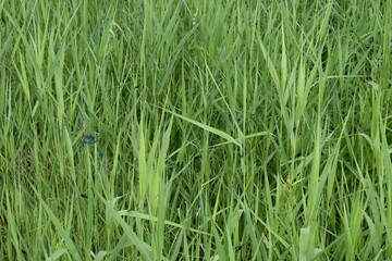 green grass in the morning