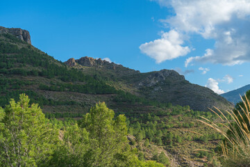 Fototapeta na wymiar pine forest on the mountain