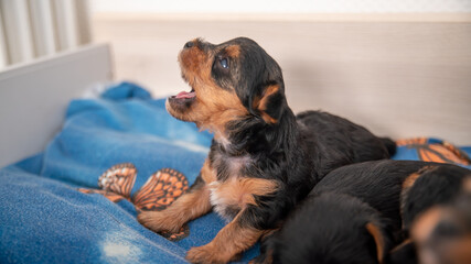 Funny life scene of a Yorkshire terrier puppy, black and tan, a few weeks old, trying to bark