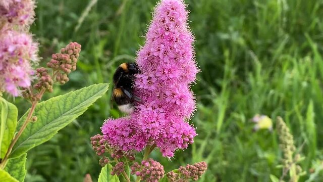 Bumblebee and Silene viscaria, bumblebee and nature video