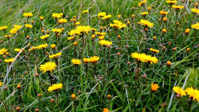 Kwitnacy Oman wąskolistny (Inula ensifolia L.) na ciepłolubnych murawach w wietrznym dniu  