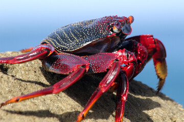 rote_Klippenkrabbe