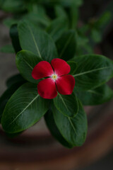 Beautiful madagascar periwinkle flower.
