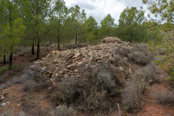 old cistern among a pine forest