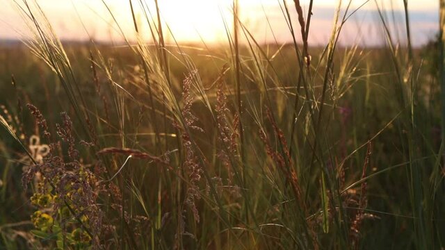 Ufa, Russia July 20, 2020 slow motion video of grass and flowers in a field on the background of a sunset in summer