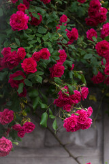 Beautiful roses bush in the summer garden. Moody floral background with fresh red roses against green foliage.