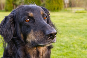 Portrait of a happy black and orange hovawart dog. hovawart female closeup. black dog portrait for calendar, poster, print cover. selective focus