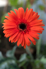 orange gerber daisy