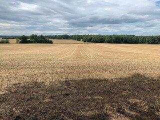 Taken from the shadow of a tree, brown cut fields in the sun, stretch away into the distance contrasted by a green tree line.