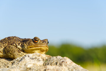 Common Toad sitting on granit stone, Bufo Bufo close-up.