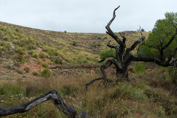 field with dry trees