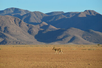 Road tripping through the Namibian Desert