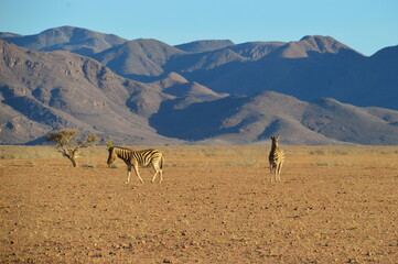Road tripping through the Namibian Desert