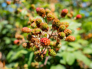 Título: Macro view of red and green blackberries growing on the branches of a wild bush
