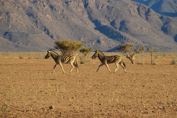 Road tripping through the Namibian Desert