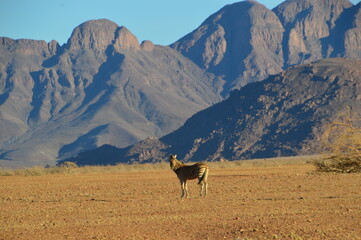 Road tripping through the Namibian Desert