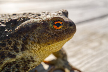 Common Toad sitting on old wooden table, Bufo Bufo close-up.