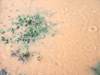 Water drops colliding and splashing in a muddy puddle with greenery during a rainy day