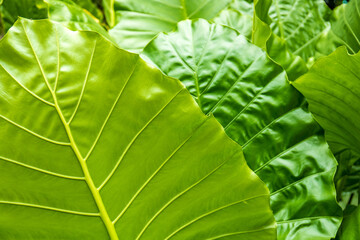 Big green leaves in tropical summer