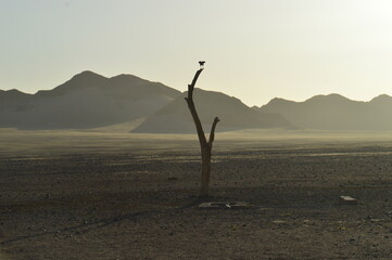Road tripping through the Namibian Desert