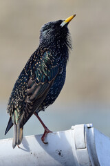 Common starling (sturnus vulgaris)