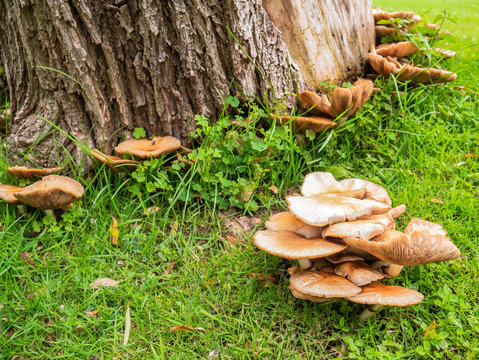 Mushrooms and champignons growing at the base of a tree trunk surrounded by green grass