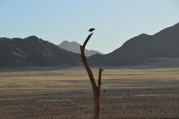 Road tripping through the Namibian Desert