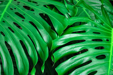 Naklejka na ściany i meble Big green leaves in tropical summer