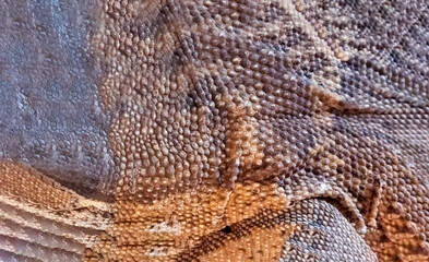 skin lizard